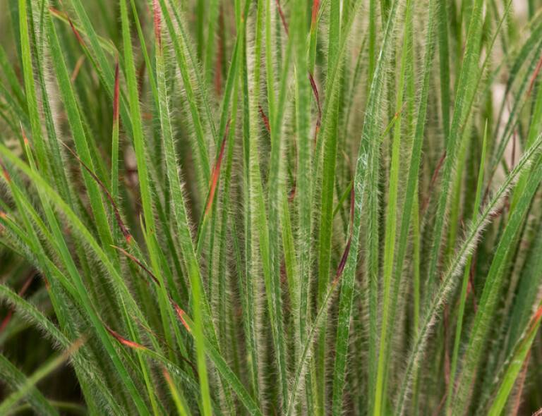 Schizachyrium scoparium 'Ha Ha Tonka'®